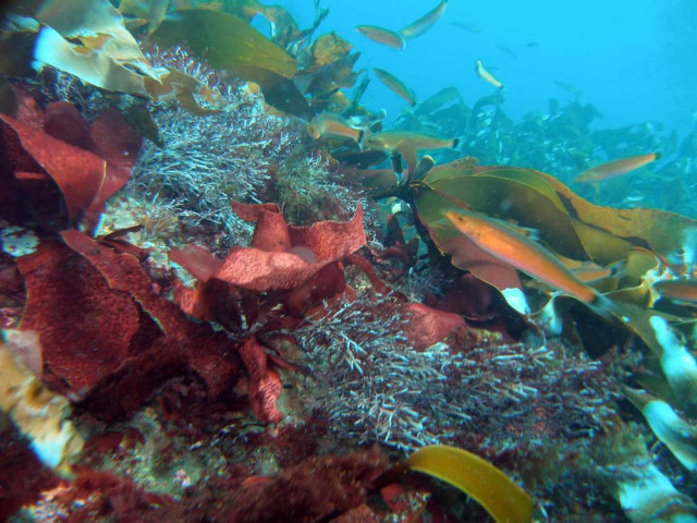 A group of senorita fish swim among red, brown, and green understory algae. Credit: Bob Miller