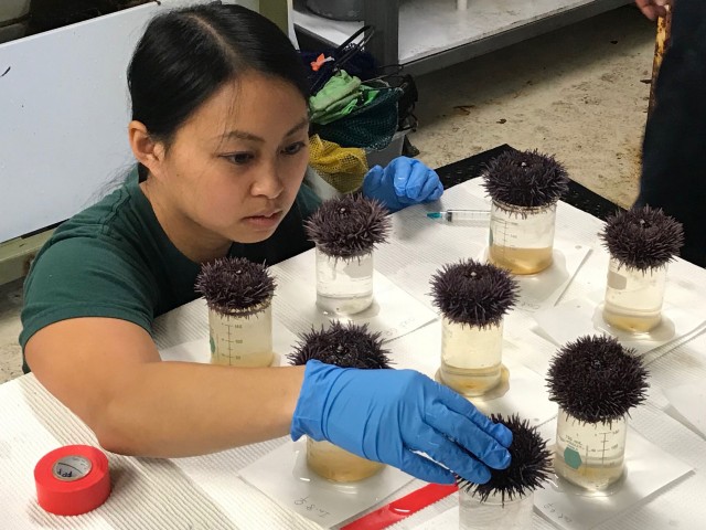 Juliet Wong collecting eggs from spawning female purple sea urchins. Credit: Maddie Housh