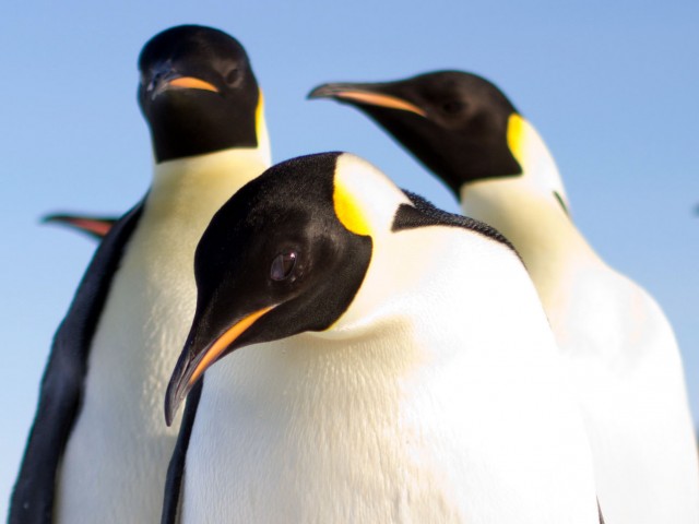 Emperor Penguins. Credit: Umi Hoshijima