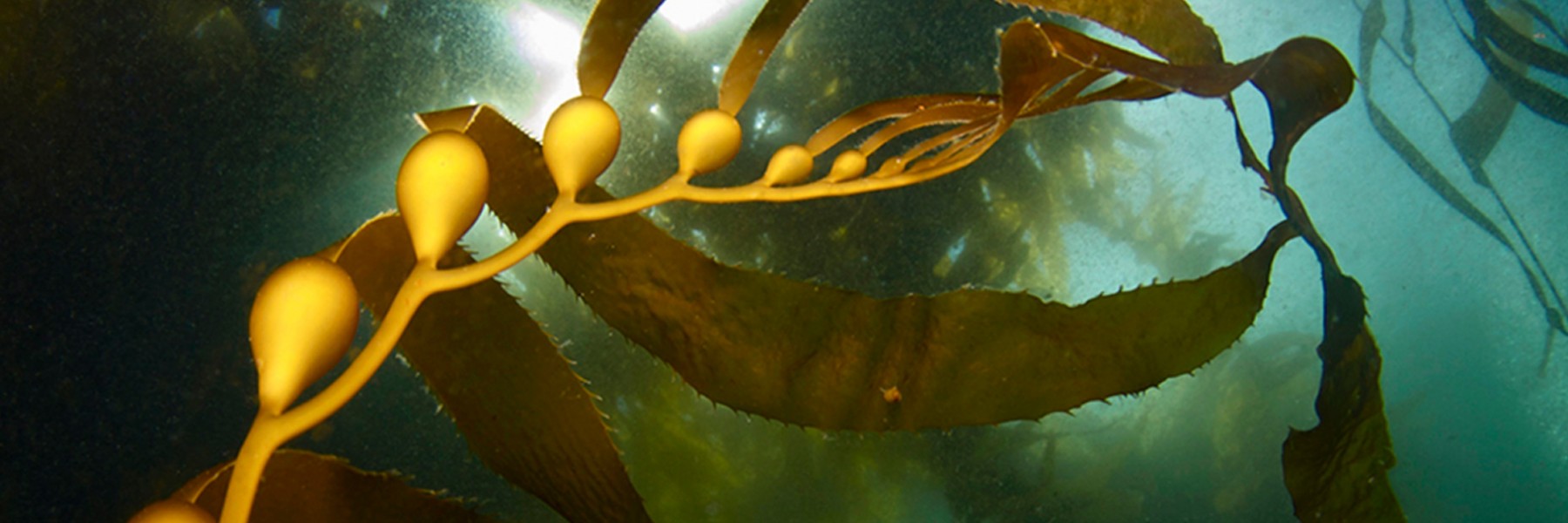 Giant kelp (Macrocystis pyrfera). Credit: Katie Davis