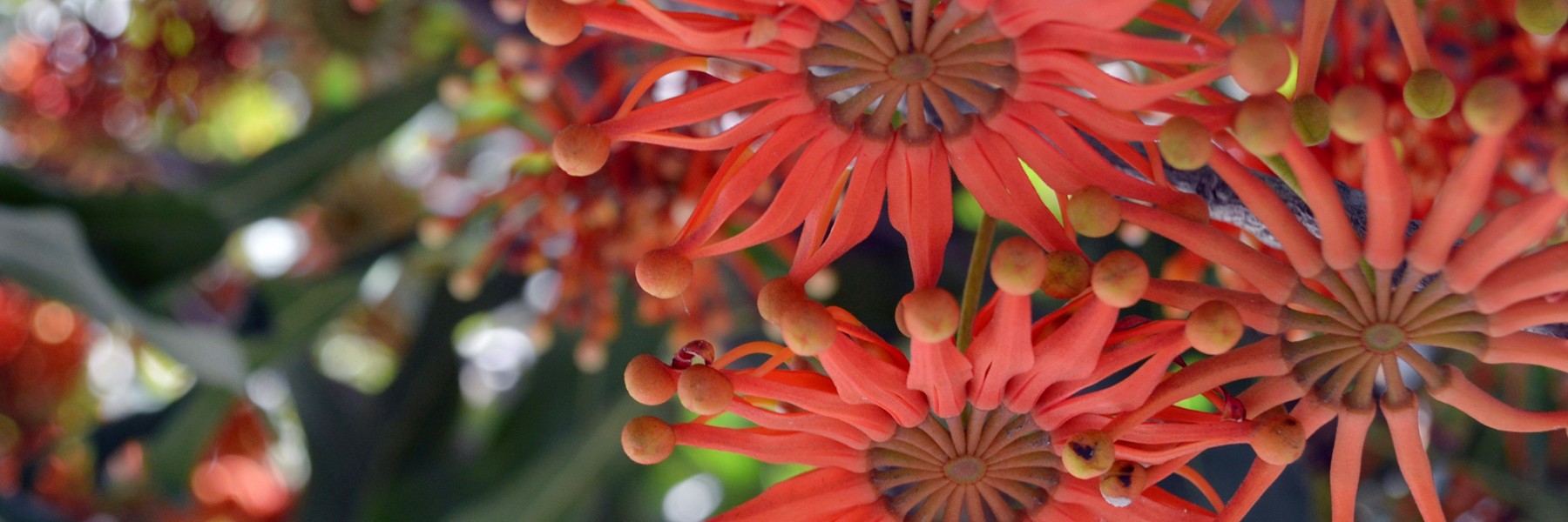 Stenocarpus sinuatus - Firewheel Tree. Credit: Cameron Hannah-Bick