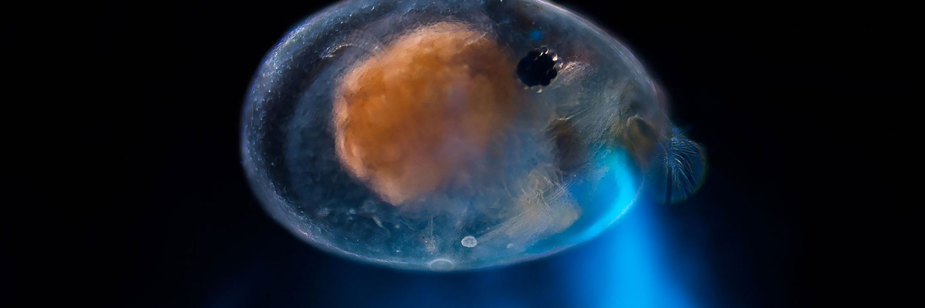 The luminous crustacean Photeros annecohenae. Credit: Elliot Lowndes
