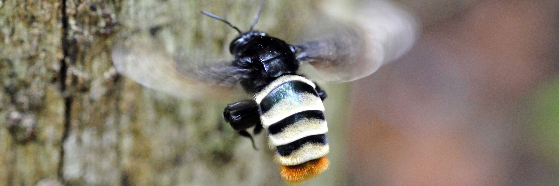 Panamanian Orchid Bee in flight. Credit: Raul Suarez