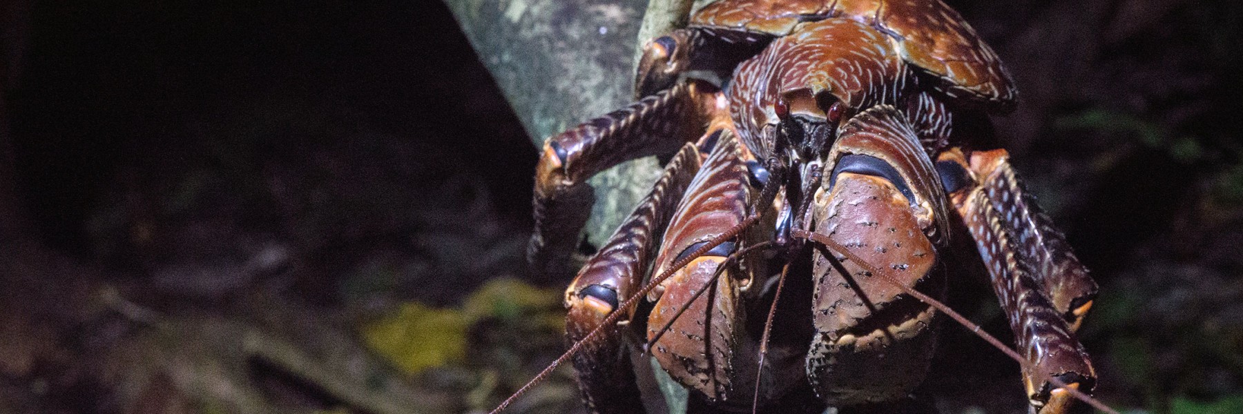 Coconut crab. Credit: Ana Sofia Guerra