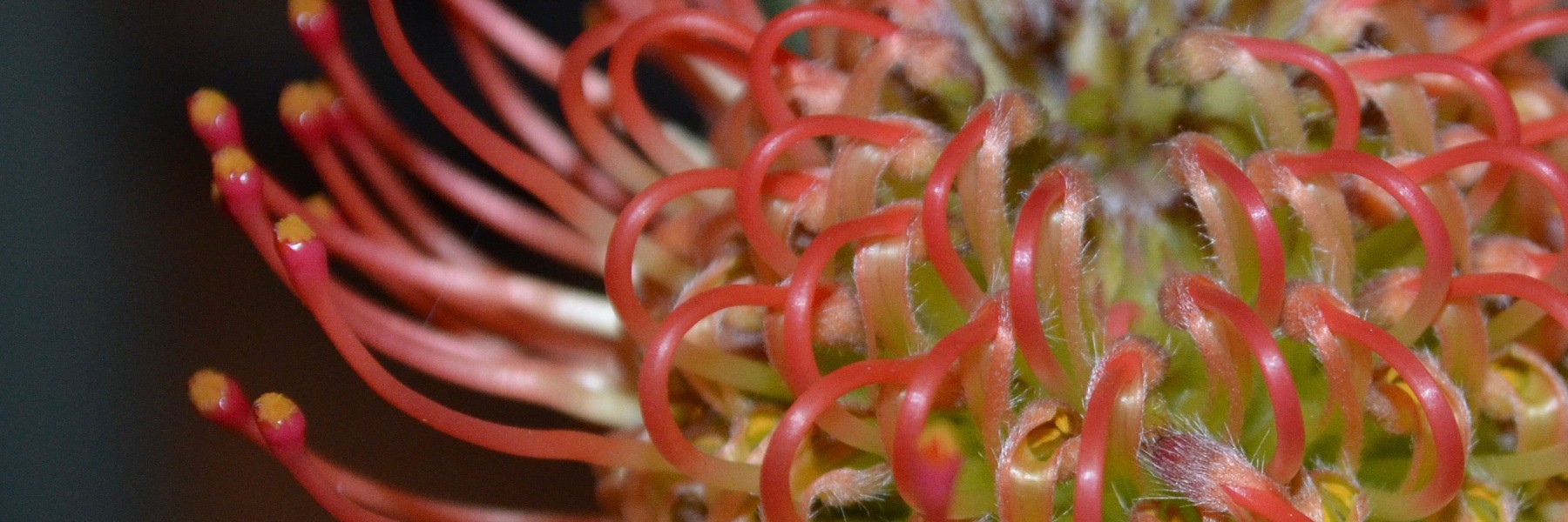 Leucospermum cordifolium. Credit: Cameron Hannah-Bick