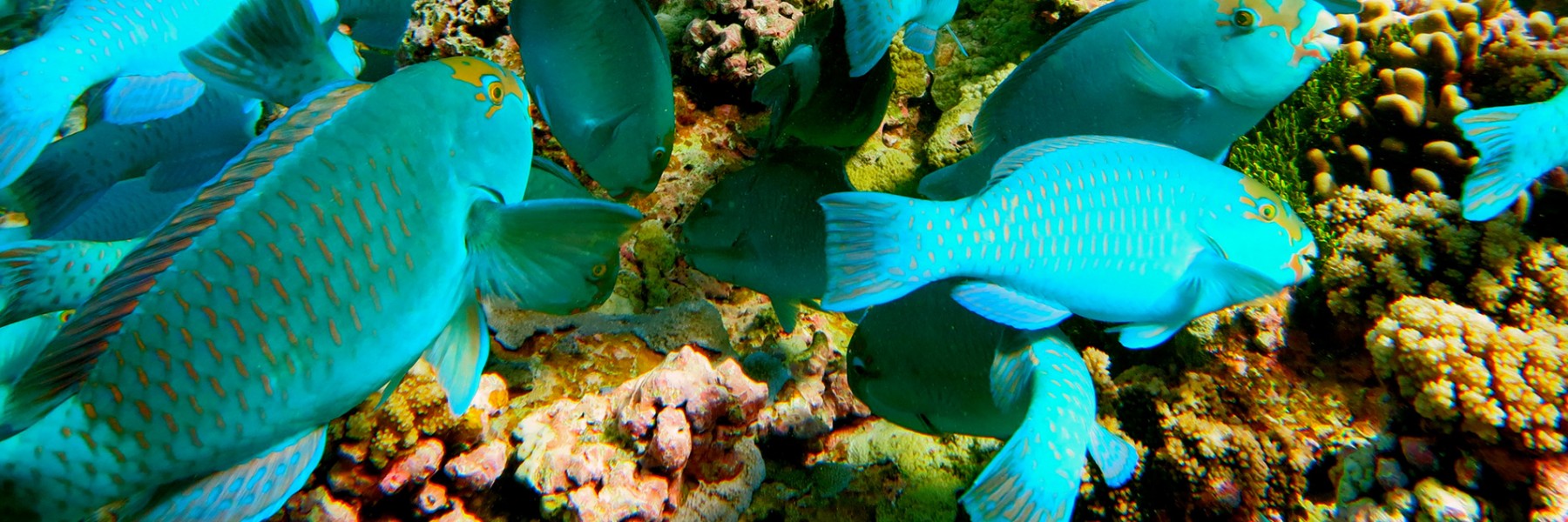 Chlorurus frontalis foraging on the reef. Credit: Katie Davis