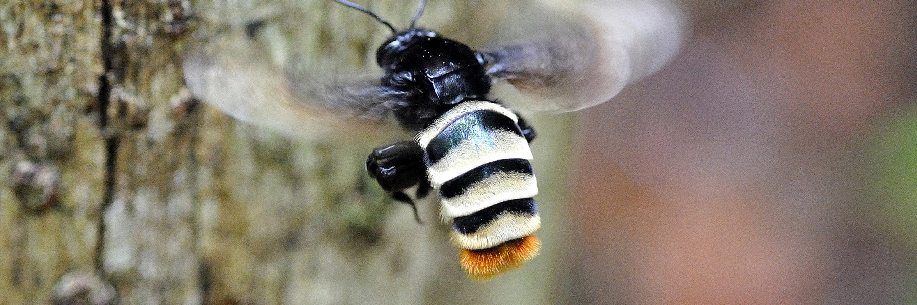 Panamanian Orchid Bee in flight. Credit: Raul Suarez