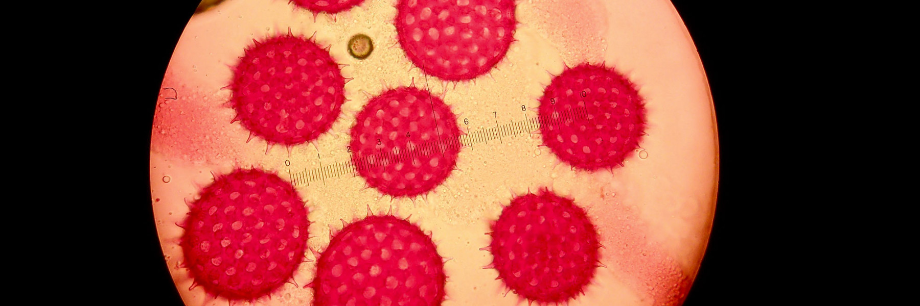 Stained Ipomoea pes-capre pollen grains 100X. Credit: Michelle Lee