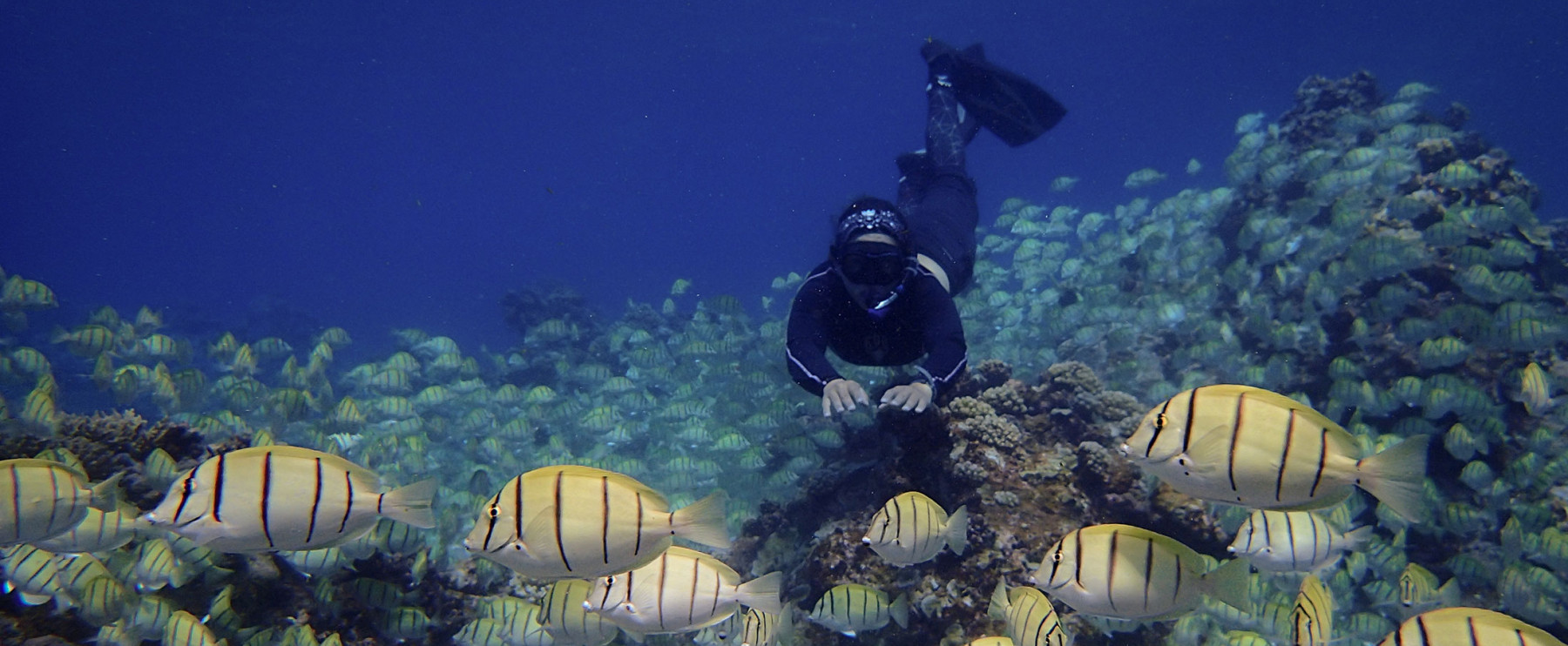 Diving on Palmyra Atoll. Credit: Katie Davis