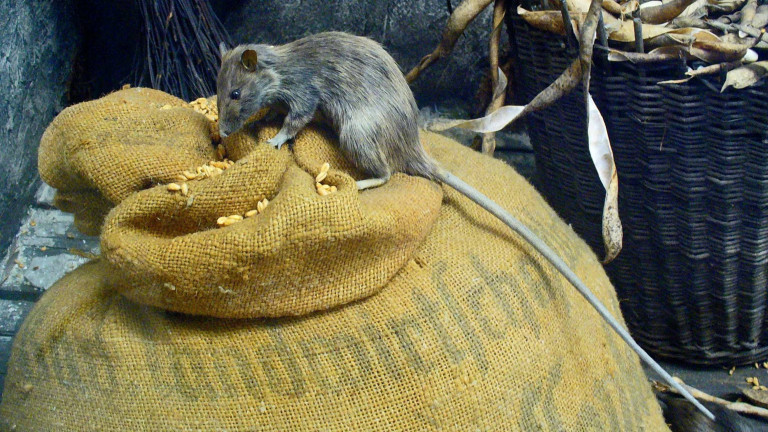 Photo Credit H. Zell via Wikimedia