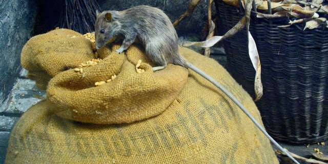 Photo Credit H. Zell via Wikimedia