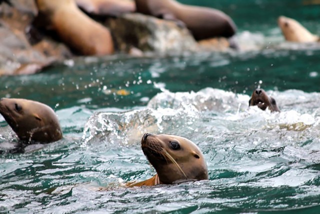 Predators increasingly are targeting young Steller sea lions, making their recovery difficult. Credit: Alaska Sea Life Center