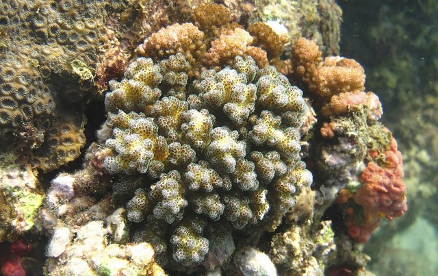 Adult cauliflower coral (P. Damicorni) surrounded by marine life on a Taiwanese reef. Credit: Emily Rivest