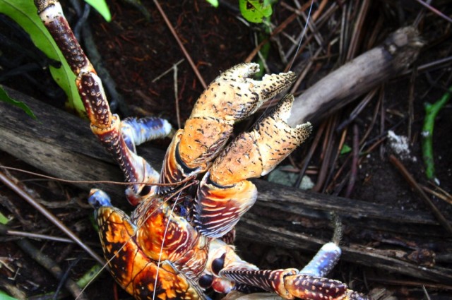 The largest living land invertebrate, the coconut crab, which can grow up to 3 feet in length, has been eliminated from much of its native range, including mainland Australia and Madagascar. Credit: Hillary Young