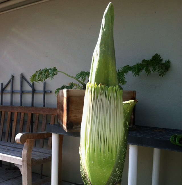 Chanel the Titan Arum on Thursday, July 18. Credit: Julie Cohen