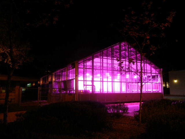 LED grow lights in the greenhouses generate the blue and red light that most plants favor, making them glow purple at night. Credit: Nate Emery