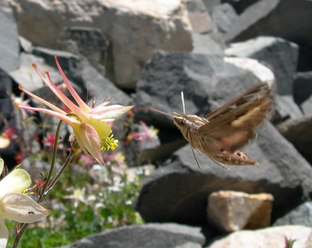 Hawkmoth pollinator visiting an Aquilegia flower. Credit: Scott Hodges