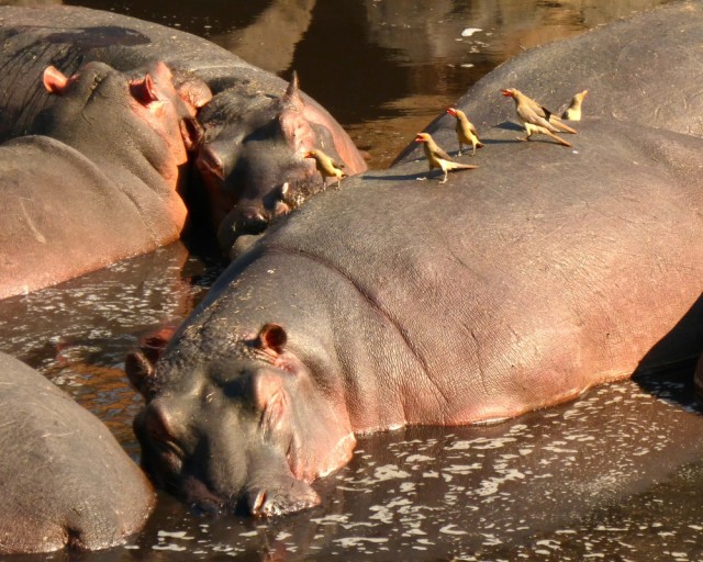 Red-billed oxopeckers sit on the back of a hippo taking a nap in the river. Credit: Douglas McCauley