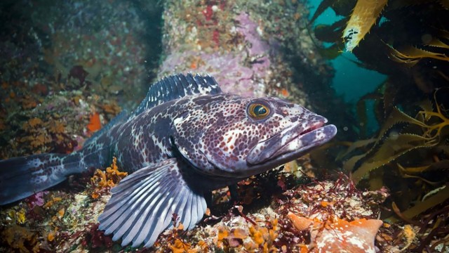 Ling cod (pictured here) and rockfish are interacting species; the former preys on the latter. Credit: Chad King / NOAA MBNMS