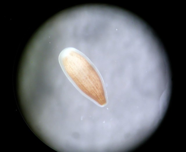 1mm Long Coral Larvae: Credit Emily Rivest