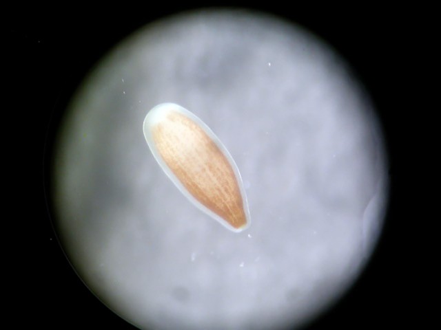 1mm Long Coral Larvae: Credit Emily Rivest