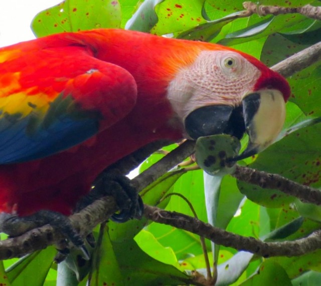 Scarlet Macaws eat hundreds of fruits a day.  Credit: Kevin Lafferty