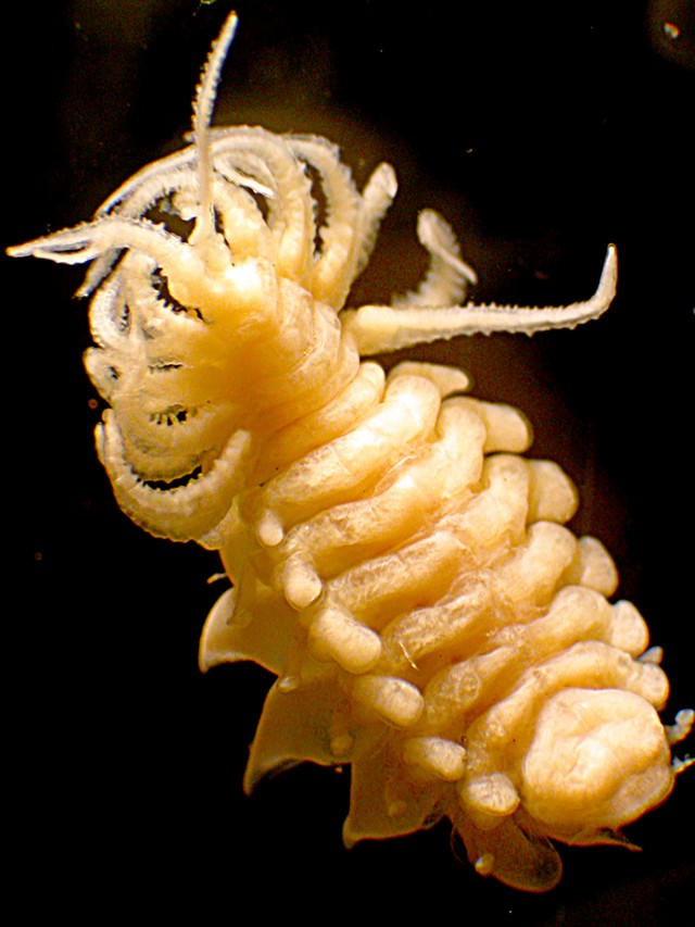 This parasitic isopod, Leidya, which is related to rolley pollies, is one of the parasites that UCSB researchers included in the new food webs. The isopod is almost one centimeter long, and was found infecting a crab. Credit: Ryan Hechinger