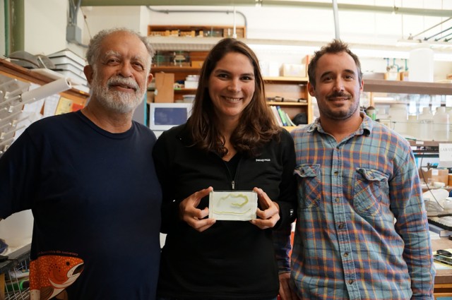 Part of the team that dissected an 18-foot oarfish l to r: Armand Kuris, professor of zoology, and graduate student researchers Sara Weinstein and John McLaughlin. Weinstein holds a 15 cm larval tapeworm found in the fish's intestine.  Credit: Sonia Fernandez