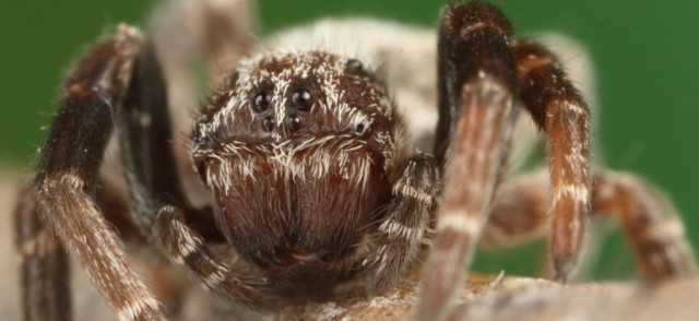 Stegodyphus dumicola, a small African social spider, has helped disprove the Great Man Theory.