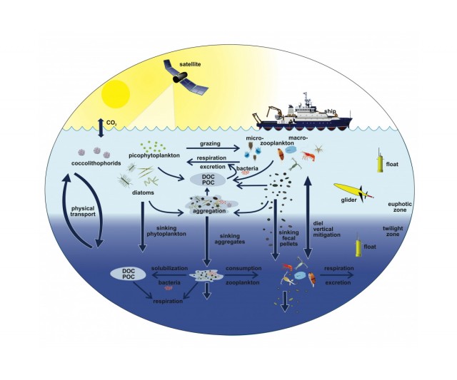 This diagram illustrates the links among the ocean’s biological pump and pelagic food web and our ability to sample these components from ships, satellites and autonomous vehicles.