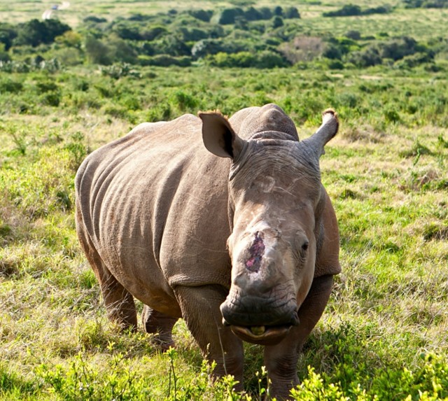 A maimed white rhino stands in the Kariega Game Reserve, South Africa, its horn cut off by poachers. Credit: Alcuin Lai