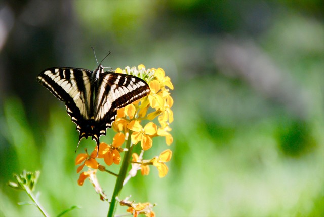Pale Swallowtail (Papilio eurymedon) pollinating. Credit: Michelle Lee