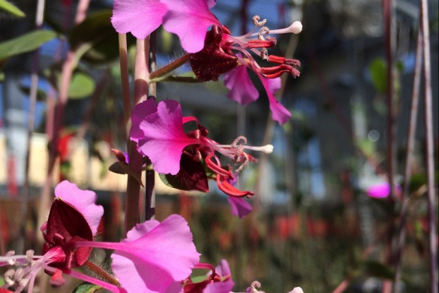 Clarkia unguiculata, an insect-pollinated wildflower.  Courtesy of Mazer Lab. Credit: Susan Mazer