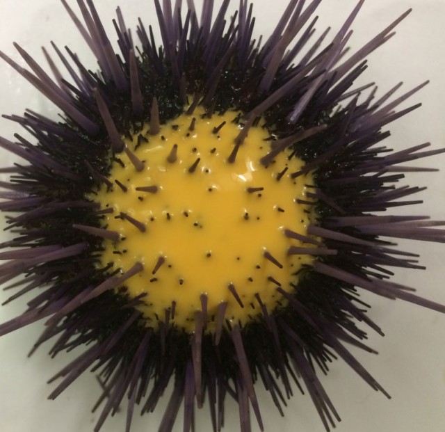 Eggs released from a female purple sea urchin. Credit: Marie Strader