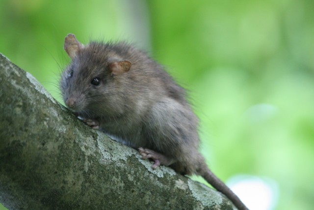 The common black rat (Rattus rattus) is a large tree-dwelling rodent whose blood fed many Asian tiger mosquitoes on Palmyra Atoll.