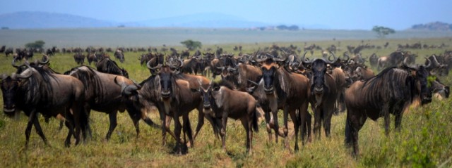 Wildebeests sense cues from their individual members to help guide their collective movement. Credit: Lacey Hughey