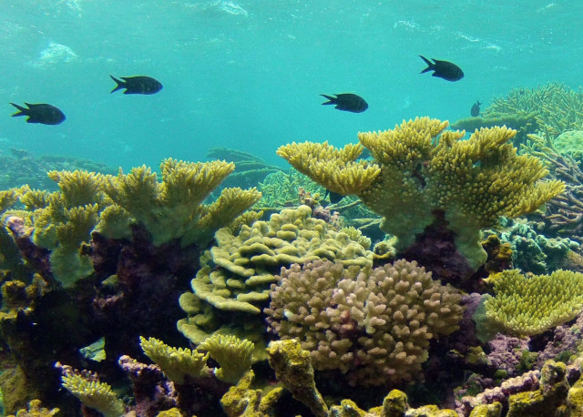 Palmyra atoll coral reef. Credit: Kevin Lafferty