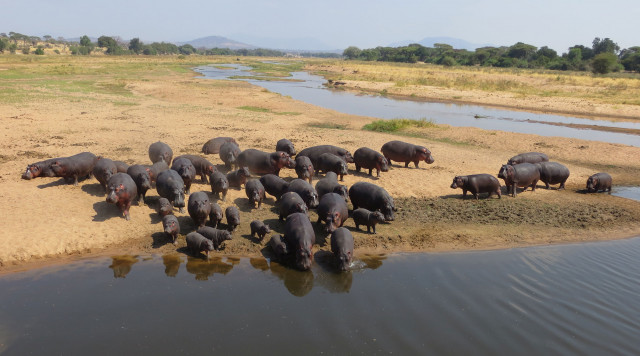 Hungry, Hungry Hippos Credit: Keenan Stears