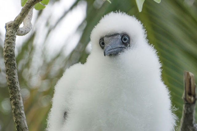 Red-footed booby chick on Palmyra Atoll. Credit: Ana Sofía Guerra