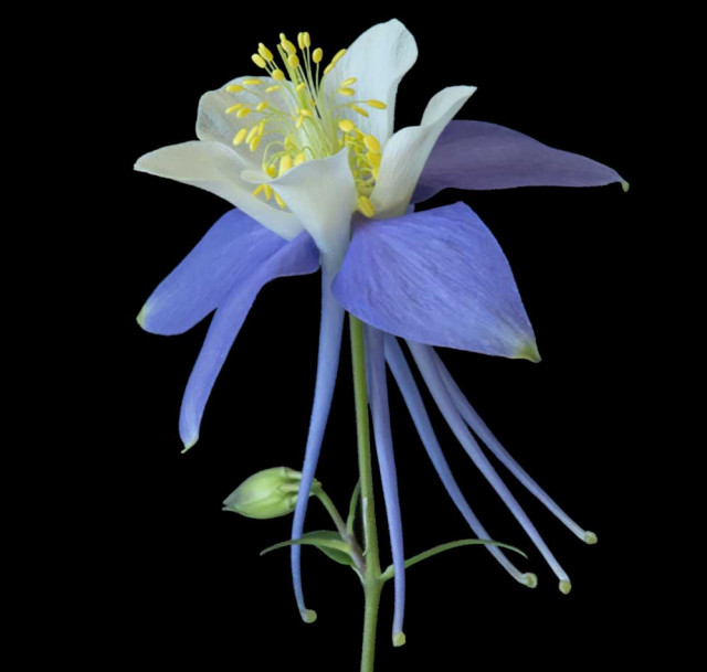 The researchers used a commercial cultivar of the Colorado Columbine as the reference species.
