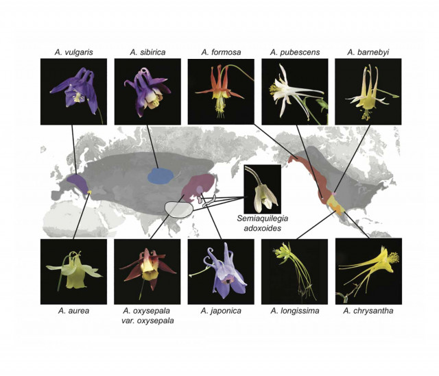 Researches sequenced the genomes of these ten columbines. Credit: Scott Hodges / Elife Sciences