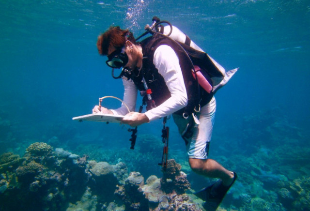 Jacob Eurich studies territorial damselfish in their coral reef habitat. Credit: Katie Davis