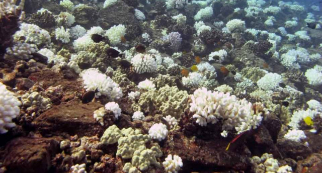 Hawaii experienced widespread coral bleaching in 2015, including Molokini Atoll (pictured), a marine life conservation district and popular dive and snorkeling location. Photo Credit: Darla White