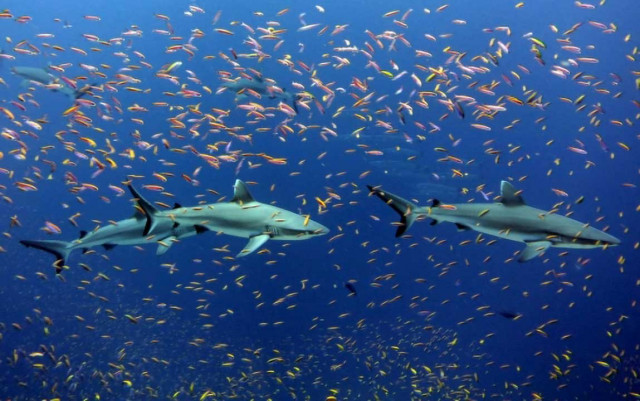 Grey reef sharks and anthias near Jarvis Island. Credit: NOAA / KELVIN GOROSPE