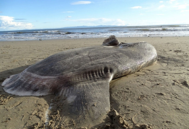 This hoodwinker sunfish, or Mola tecta, a species never before documented in the Northern Hemisphere, washed up at Sands Beach in February 2019. Credit: Thomas Turner