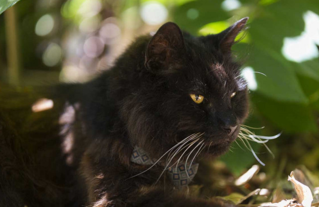 Big Boy has been living at UC Santa Barbara for nearly 15 years. Credit: Matt Perko