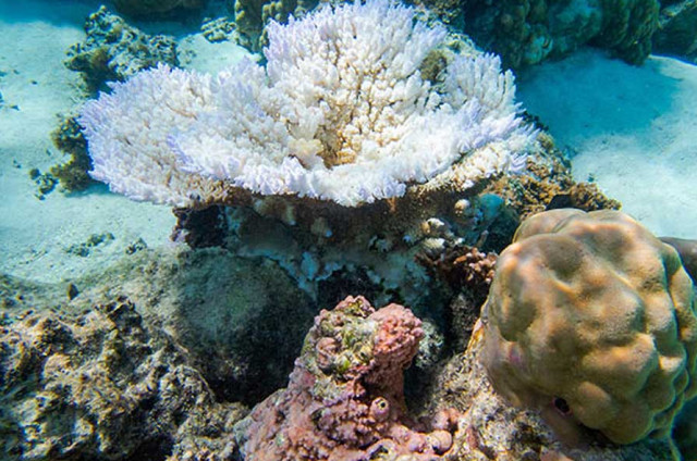 Corals at Mo'orea are experiencing bleaching. Credit: Jeff Liang