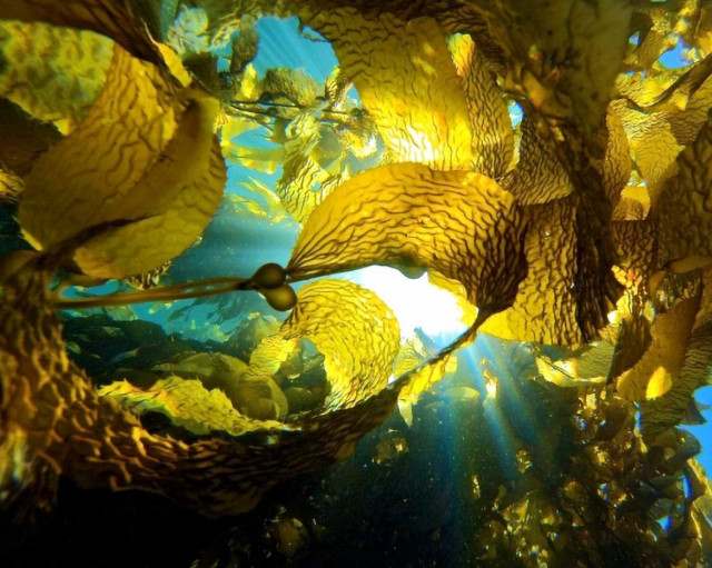 Kelp Forest. Credit: Melissa Ward