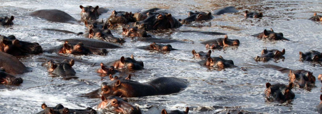 Large aggregations of hippos form during the dry season as water availability declines. Credit: Russell Schmitt
