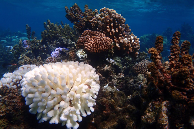 A bleached elkhorn coral colony stands out among the healthy coral and turbinaria seaweed. Credit: Scott Miller